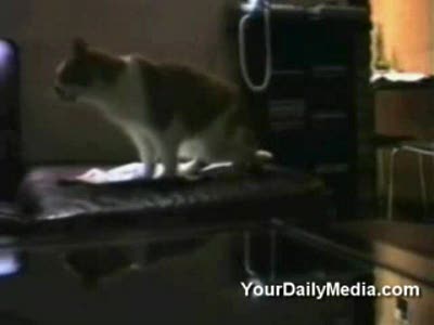 !!!Говорящие коты!!!