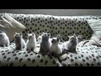 котятки танцуют