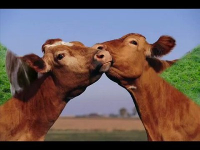 СЕКТОР ГАЗА (СКОТНИК)