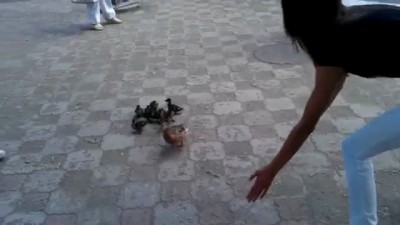 Жители Томска перевели через улицу утку и 11 утят