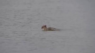 Сова плывёт брасом