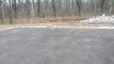 вертолет и собака