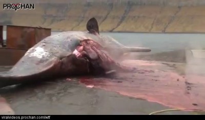 Кит взорвался