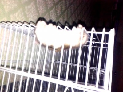 Хомяк Совершает ПоБеГ ))