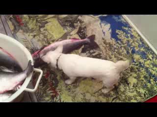 "нападение голодного волка"  (жесть)