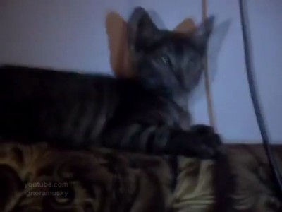 Кот на after party)))