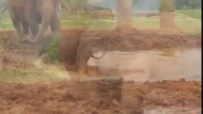 Слонёнок... Получайте удовольствие!