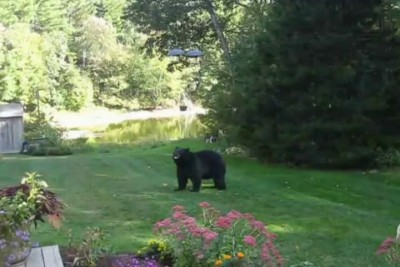 Тётка прогнала Мишу