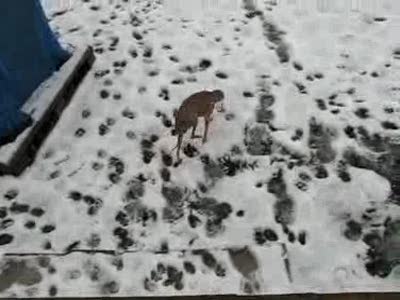 Собака-акробат