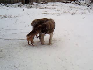 секс маньяк