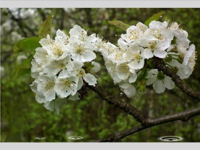 Цвет дерева