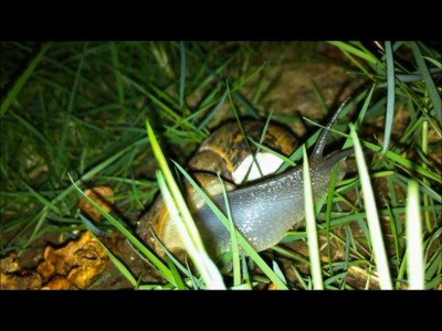 Улитка VS Травинка