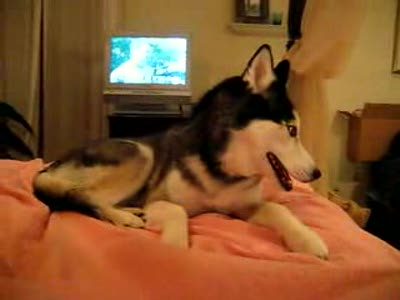 говорящая собака