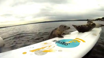 Морские котята и доска