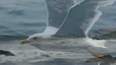 Поет Никита Джигурда