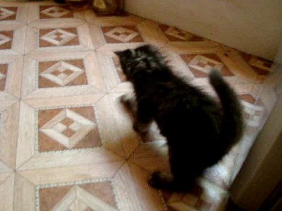 Котэ поймал первую мышь