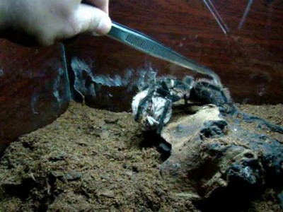 L.parahybana tarantula egg sac