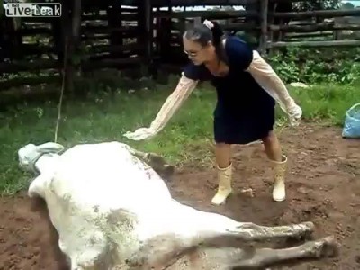 "Корова Сюткина"...