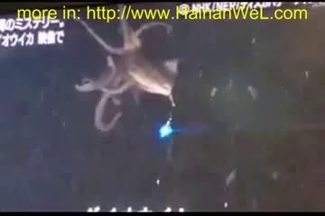 Exclusive World News GIANT SQUID January 2013