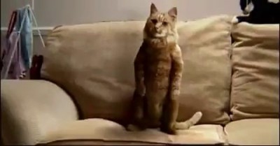 Котовторник 04.03.2014