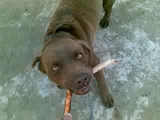 Если совсем не было собаки(((