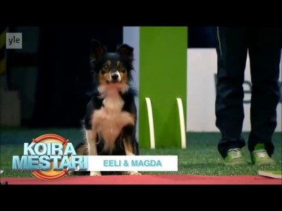 Ретривер - красавчик.