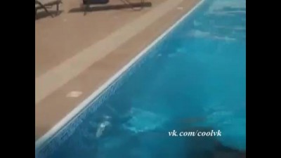 морж брат краба