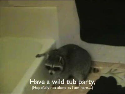 Happy Birthday message to raccoon Willie - from raccoon Outlaw