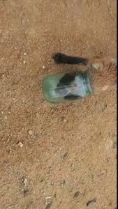 Спасение лисенка