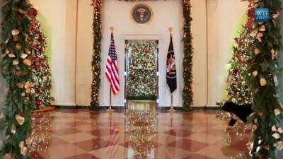 Пёс Обамы готовится к Рождеству