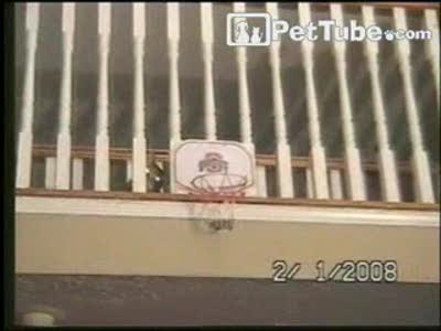 кошачий мастер класс 