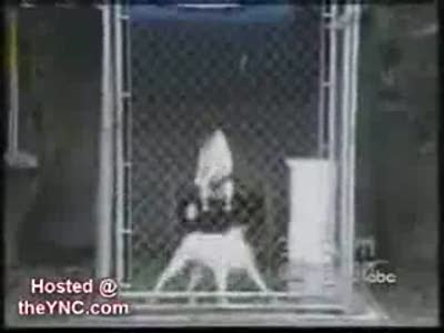 Веселая нарезка про собак