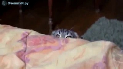 Кот - пугалкин