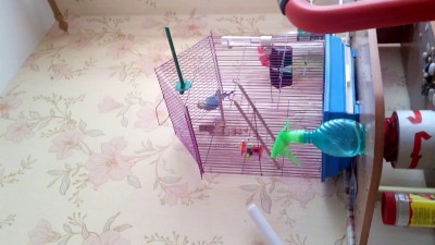 Весёлый попугай)