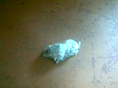 воскресший хомяк