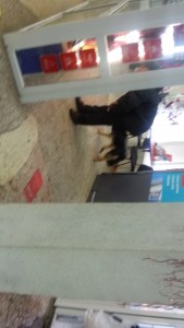 собаки в магазине  