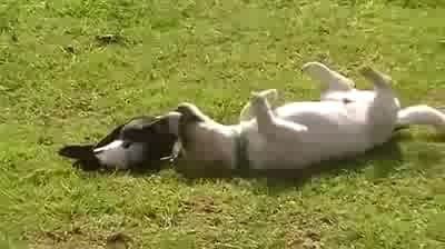 ворона и собака