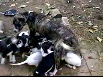 вынуждена спасается бегством  