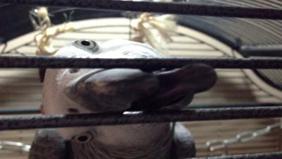 попрошайничает