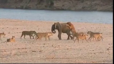Никогда не сдавайся! Слонёнок против стаи львов.
