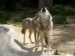 Сектор Газа Нас ждут из темноты