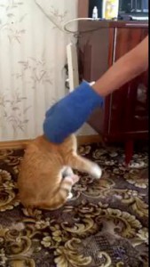 бешенный котяра