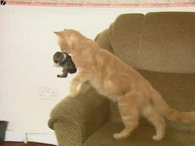 Кошка усыновила кролика