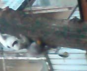 Котята на дереве