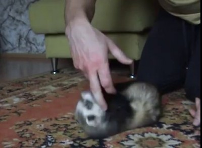 Хорь искусал хозяина.