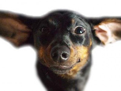 Поводи таксу за нос!