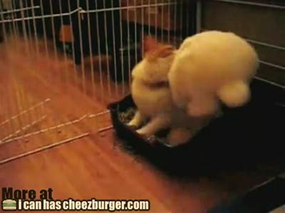 кролик насильник