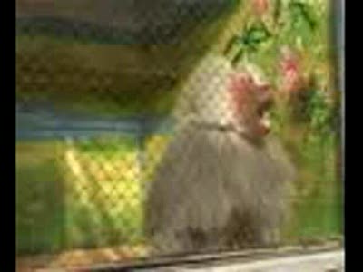 танцуящая обезъяна