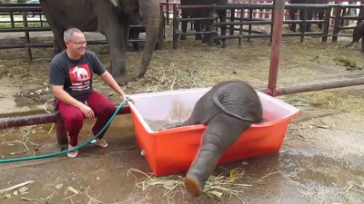 Купание слонёнка