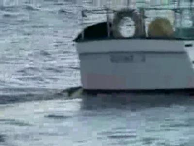 дельфин и собака